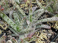 Gasteria pulchra - SMG Succulents