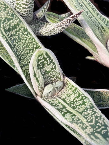 Gasteria 'Night Hawk'