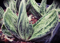 Gasteria 'Aramatsu' - SMG Succulents
