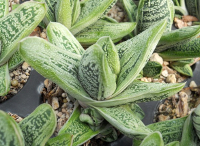 Gasteraloe 'Little Warty' - SMG Succulents