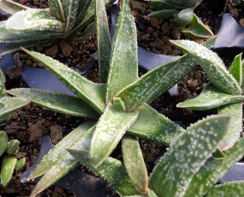 Gasteraloe 'Odette Remigid' - SMG Succulents