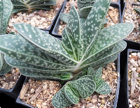 Gasteria 'Fuji' - SMG Succulents