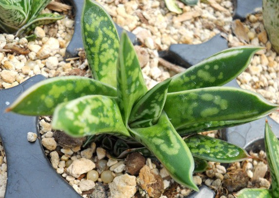 Gasteria bicolor var. liliputana - SMG Succulents