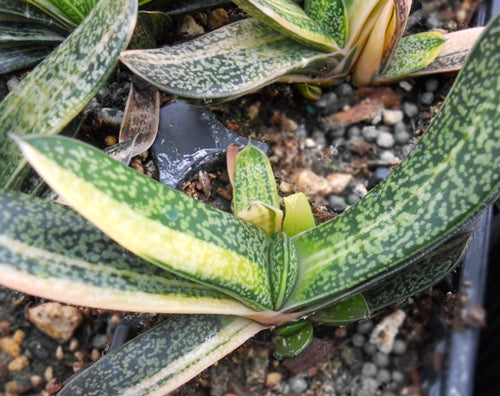 smg succulent Gasteria brachyphylla var. brachyphylla variegata – SMG Succulents