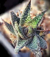Gasteria carinata verrucosa (De Hoop Nature Reserve) - SMG Succulents