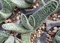 Gasteria carinata verrucosa - SMG Succulents