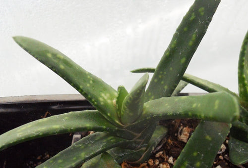 Gasteria croucheri