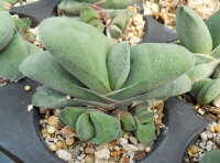 Gasteria glomerata - SMG Succulents