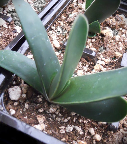 Gasteria 'Gyuaden'
