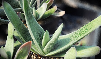 Gasteria 'Kongongo' - SMG Succulents