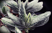 Gasteria gracilis variegata 'Misusu Fuji' - SMG Succulents