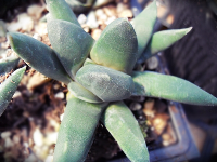 Gasteria nigricians monstrose* - SMG Succulents