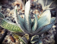 Gasteria nigricians variegata (white)* - SMG Succulents