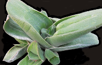 Gasteria armstrongii (Fluted form) - SMG Succulents