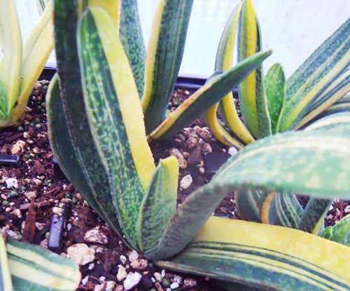 Gasteria obliqua variegata (yellow)