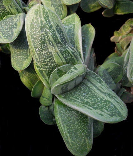 Gasteria 'Rumplestiltskin' - SMG Succulents