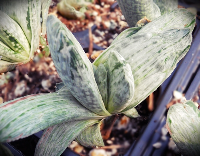 Gasteria 'Silver Fuji' - SMG Succulents