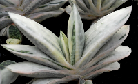Gasteria 'Sakura Fuji' - SMG Succulents