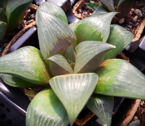 Haworthia retusa 'Aker's Black'