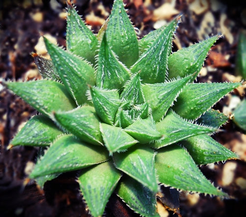 Haworthia arachnoidea x pygmaea - SMG Succulents