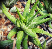 Haworthia attenuata var. inusitata* - SMG Succulents