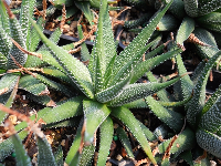 Haworthia attenuata var. radula - SMG Succulents