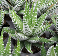 Haworthia attenuata var. attenuata (Wide Band Form) - SMG Succulents