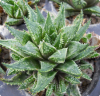 Haworthia 'Clive' - SMG Succulents