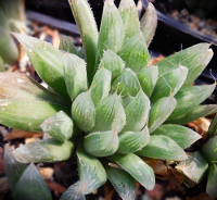 smg succulents Haworthia cooperi var. cooperi – SMG Succulents