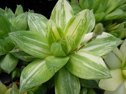 Haworthia x cuspidata variegata - SMG Succulents