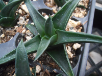 Haworthia 'Hayashi' - SMG Succulents