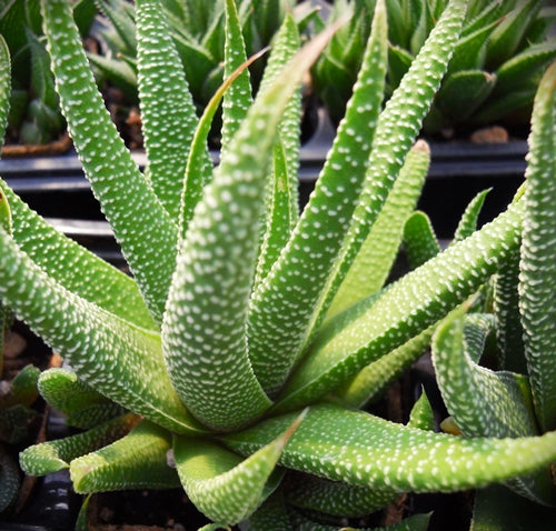 Tulista minor (ISI-1572)