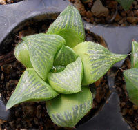 Haworthia retusa 'Juhoden' - SMG Succulents
