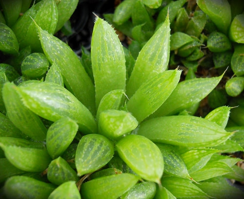 Haworthia turgida var. turgida (Stillbay)