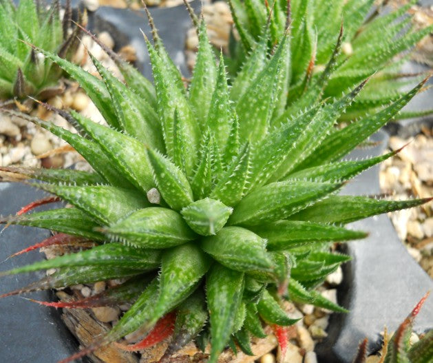 Haworthia variegata var. variegata - SMG Succulents