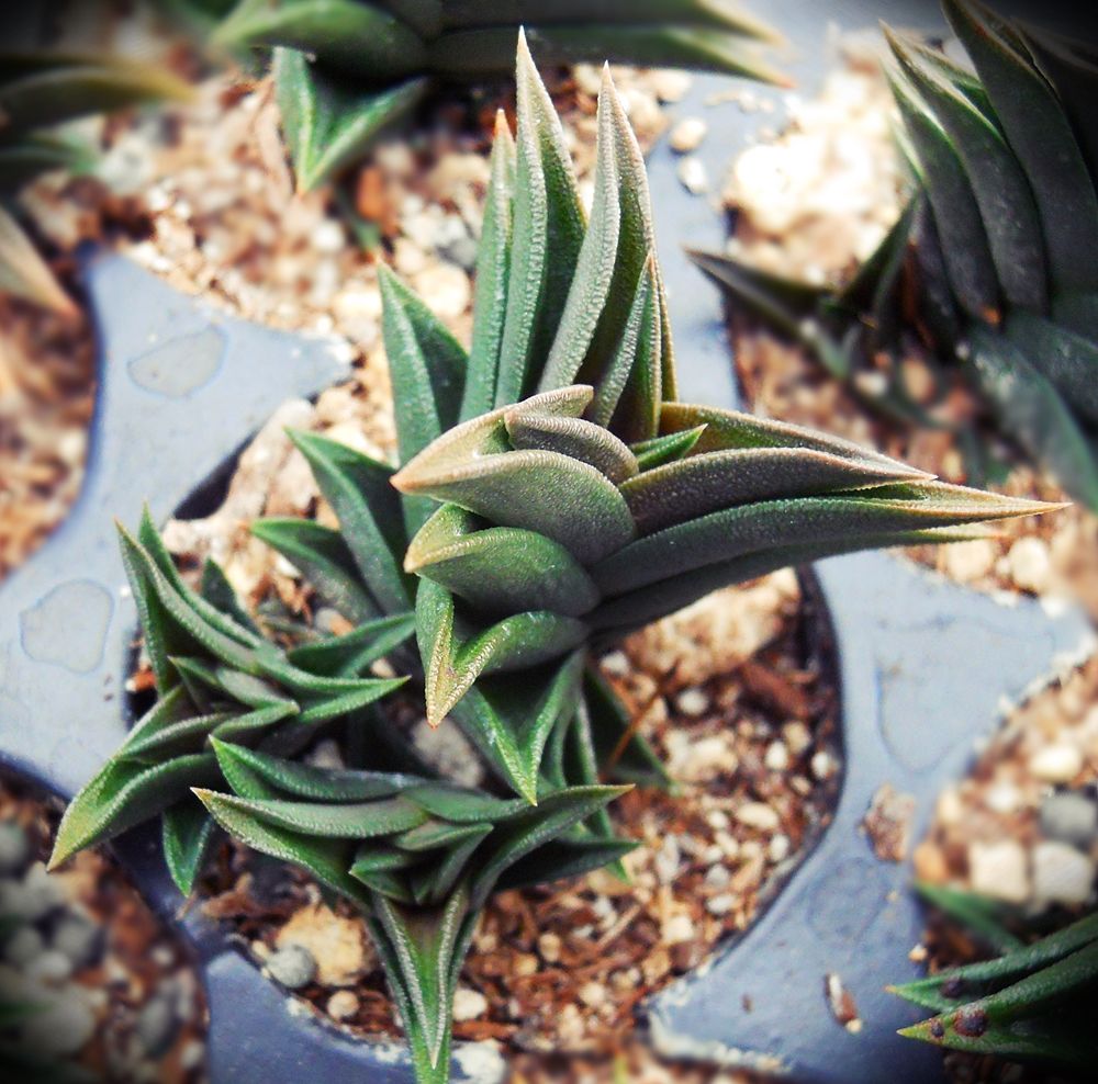 Haworthia viscosa var. torquata* - SMG Succulents