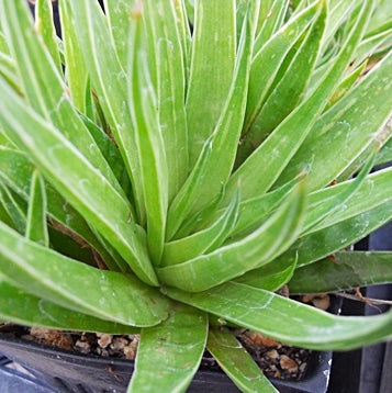 Haworthia zantneriana
