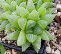 Haworthia turgida var. suberecta - SMG Succulents