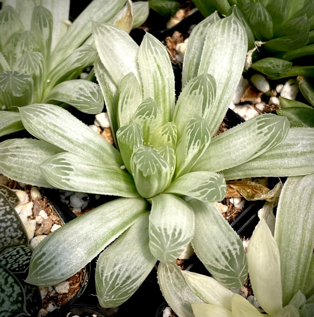 Haworthia cooperi variegata (white)