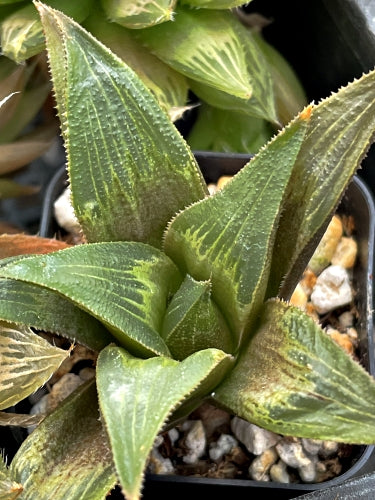 Haworthia mirabilis var. beukmanii (Skuitsberg)