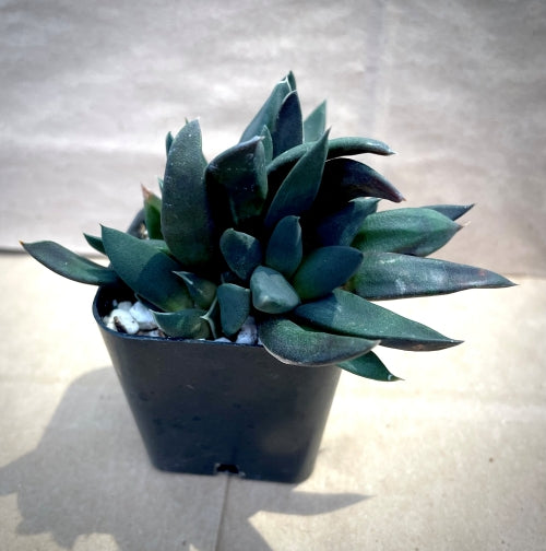 Gasteria nigricians monstrose*