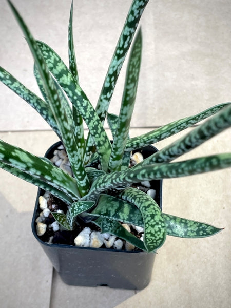 Gasteria pulchra