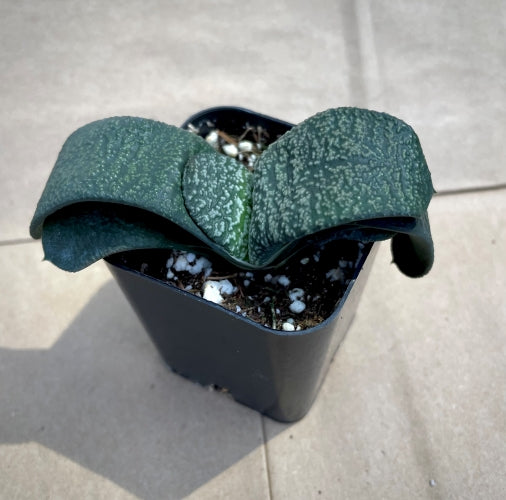 Gasteria 'Verdon'