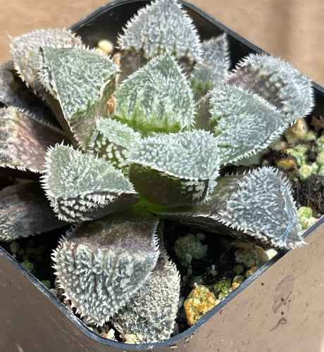 Haworthia 'Kegani'