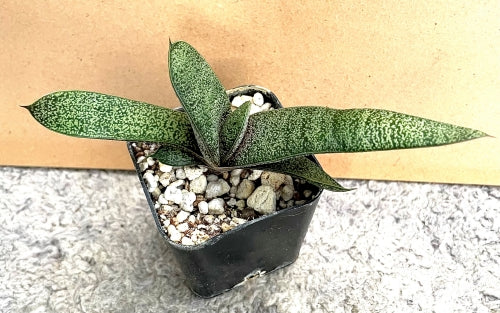 Gasteria bicolor x batesiana
