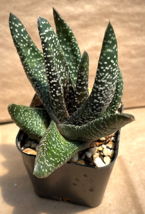 Gasteria carinata verrucosa (De Hoop Nature Reserve)