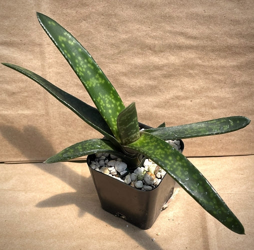 Gasteria croucheri