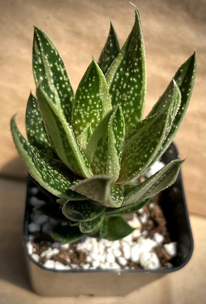Gasteria 'Kaleidoscope'