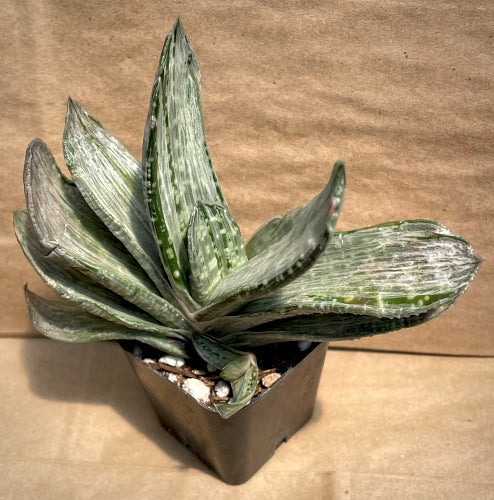 Gasteria nigricians variegata (white)*