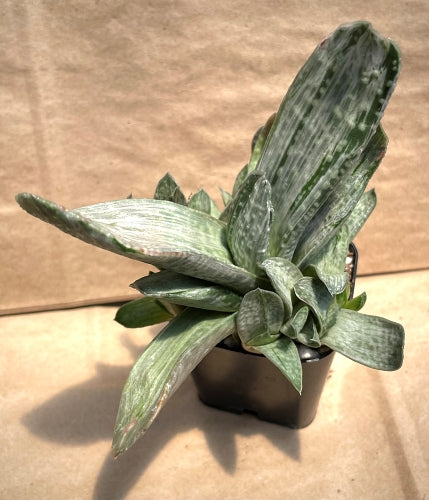 Gasteria nigricians var. marmorata variegata*